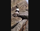 喋りながら近づいてくる野良猫#Shorts 【野良猫】【感動猫】