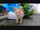 漁港にいた三毛猫をナデナデしたら奥から子猫も出てきた