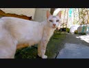 母猫が子猫を呼ぶも怖がってなかなか出てきてくれません