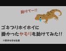 ホイホイに掛かったヤモリを助けてみました　※苦手な方は注意