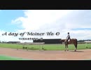 A day of Meiner Ho O ～誘導馬・マイネルホウオウの一日～