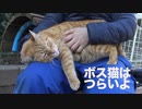住宅街のボス猫、人の膝上で安らぐ
