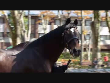 エアグルーヴと見るナリタブライアンと29歳のシンボリルドルフ
