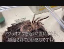 [歌ってみたを]タランチュラ飼育日記その２７７[だしますん］