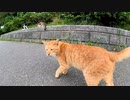 【今週のボツ動画】短い野良猫動画まとめて公開