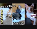 赤ちゃんの鳴き声に素早く対応『警備員になった叔母猫』【生後5日目-1 子猫への授乳】
