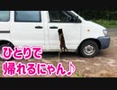 2021/08/11放送※cut版【131日目 北海道 網走郡大空町 夕方 あずにゃんぽ（猫散歩）】北海道全市町村制覇するまで帰れまてん！　猫と車中泊の旅　日本縦断【旅猫あずき～保護猫から旅猫へ～】