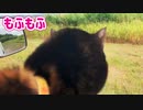 2021/08/12放送※cut版【132日目 北海道 網走郡大空町 早朝 あずにゃんぽ（猫散歩）】北海道全市町村制覇するまで帰れまてん！　猫と車中泊の旅　日本縦断【旅猫あずき～保護猫から旅猫へ～】