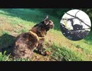 2021/08/13放送【133日目 北海道 網走郡大空町 早朝 あずにゃんぽ（猫散歩）】北海道全市町村制覇するまで帰れまてん！　猫と車中泊の旅　日本縦断【旅猫あずき～保護猫から旅猫へ～】