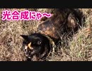 2021/08/13放送【133日目 北海道 網走郡大空町 夕方 あずにゃんぽ（猫散歩）】北海道全市町村制覇するまで帰れまてん！　猫と車中泊の旅　日本縦断【旅猫あずき～保護猫から旅猫へ～】