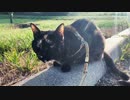2021/08/14放送【134日目 北海道 網走郡大空町 早朝 あずにゃんぽ（猫散歩）】北海道全市町村制覇するまで帰れまてん！　猫と車中泊の旅　日本縦断【旅猫あずき～保護猫から旅猫へ～】