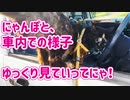 2021/08/15放送※ぷち編集版【134日目 北海道 網走郡大空町 散歩２回や車内風景など】北海道全市町村制覇するまで帰れまてん！　猫と車中泊の旅　日本縦断【旅猫あずき～保護猫から旅猫へ～】