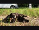 2021/08/15放送【135日目 北海道 網走郡大空町 夕方 あずにゃんぽ（猫散歩）】北海道全市町村制覇するまで帰れまてん！　猫と車中泊の旅　日本縦断【旅猫あずき～保護猫から旅猫へ～】