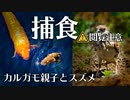 0729B【雀と雛鳥の捕食】カルガモ親子VSコイ。食べられる飛蝗。カエル危機一髪。スズメに食べられる胃石？カワラバトとキジバト。置き去り雛と餌付けの悲劇。　#身近な生き物語　#カルガモ親子　#スズメ