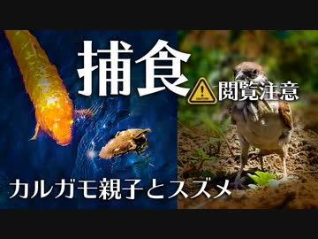 0729B【雀と雛鳥の捕食】カルガモ親子VSコイ。食べられる飛蝗。カエル危機一髪。スズメに食べられる胃石？カワラバトとキジバト。置き去り雛と餌付けの悲劇。　#身近な生き物語　#カルガモ親子　#スズメ
