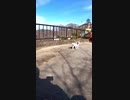 野良猫という生き物と接するとこうなる#Shorts 【野良猫】【感動猫】