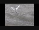２０２１年８月１５日　ho散歩　三篠川