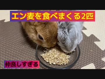 餅つきの要領でエン麦を食べるうさぎ