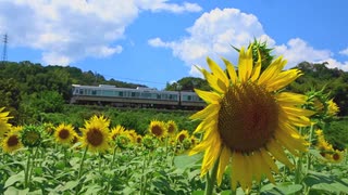 ひまわり畑とＪＲ和歌山線