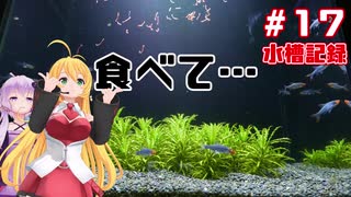 【ボイロアクアリウム】#17 レッドフィンレッドノーズの餌問題【水槽記録】