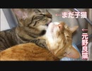 心優しき次男坊猫と元野良猫、トラ猫義兄弟6年目に突入する