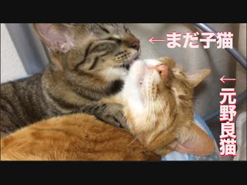心優しき次男坊猫と元野良猫、トラ猫義兄弟6年目に突入する