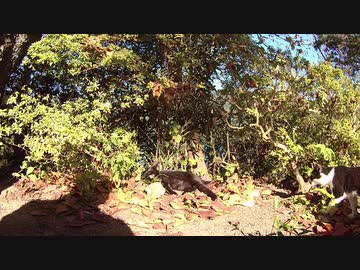 草木ダムの猫