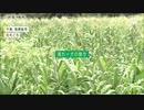 とうもろこし畑ニキ