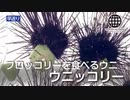 ブロッコリーを食べるウニ採る採るバトル