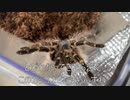 [フォトナの動画]タランチュラ飼育日記その２７８[ちゃんとつくってます］