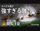 0730B【狂犬カルガモ親子】強すぎる雛おやじ狩り。雛鳥がトビケラ捕食。鳩の喧嘩。スズメ羽集めかわいい。モズ幼鳥女の子。鶴見川水系恩田川でコンデジ野鳥撮影。　＃身近な生き物語　＃カルガモ親子　＃スズメ