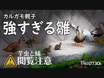 0730b 狂犬カルガモ親子 強すぎる雛おやじ狩り 雛鳥がトビケラ捕食 鳩の喧嘩 スズメ羽集めかわいい モズ幼鳥女の子 鶴見川水系恩田川でコンデジ野鳥撮影 身近な生き物語 カルガモ親子 スズメ ニコニコ動画