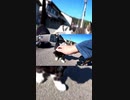 猫島で猫達に包囲される男の末路#Shorts 【野良猫】【感動猫】
