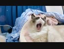 保護猫がエンダアアアアアアアアアアアアアアアを歌った【ラグドール】