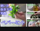 【超簡単】ペパーミントの使い方・保存方法実践！【#ミントティー #ドライミント #ミントハニー】