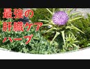 肝臓ケアに最強のサプリ！シリマリン(ミルクシスル)の効果と使い方