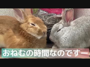 ねむいうさぎ