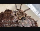 [フリクリが]タランチュラ飼育日記その２７９[おもろかった］