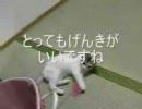 ねこです　いまからあそびます