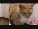 顔がすごく伸びる猫