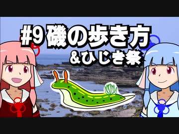 【琴葉姉妹の磯遊び】#9磯遊び講座・磯の歩き方【VOICEROID解説】