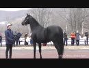 ゴルシと見るトーセンジョーダンとエイシンフラッシュ