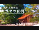 〜巨樹の風景〜 県天然記念物「津田の大カヤ」巨樹  広島県廿日市市津田　真幡（まはた）神社内