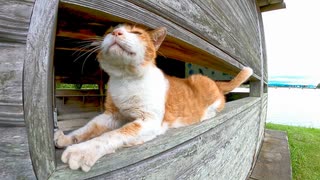 公園のよく喋る猫が新宿の3D巨大猫みたいになっていた