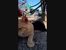 血の繋がりがない仔猫に授乳する母猫#Shorts 【野良猫】【感動猫】