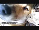 世界初、映像で捉えられたディンゴの「秘密の生活」 豪