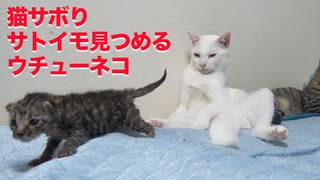 Mr.母性のウチューネコ、猫をサボりつつ子猫を見守る