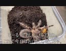 [動画作るのって]タランチュラ飼育日記その２８０[楽しい］