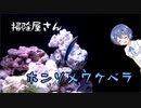 つづみの10秒おさかな解説#1　ホンソメワケベラ【10秒動画祭】