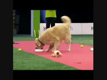 ホモと見る全ての罠に引っかかる犬